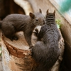 Pest Control Solutions gallery