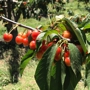 Bloomfield Cherries