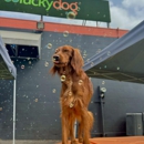 Luckydog Day & Night Care - Pet Boarding & Kennels