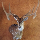 Joe Avalos Taxidermy - Taxidermists
