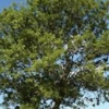 Jeffrey's Tree Service & Landscaping gallery