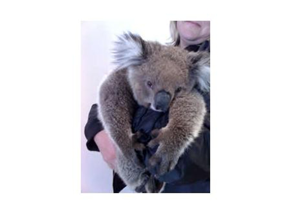 Beach Street Veterinary Clinic - Frankston, VIC