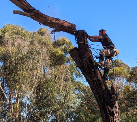 Cape Tree Service Albany, Little Grove and Bayonet Head - Albany, WA