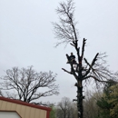 Out On A Limb Tree Service - Tree Service