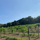 Mount Nittany Vineyard & Winery