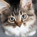 Cat Hospital Of Canterbury - Veterinarians