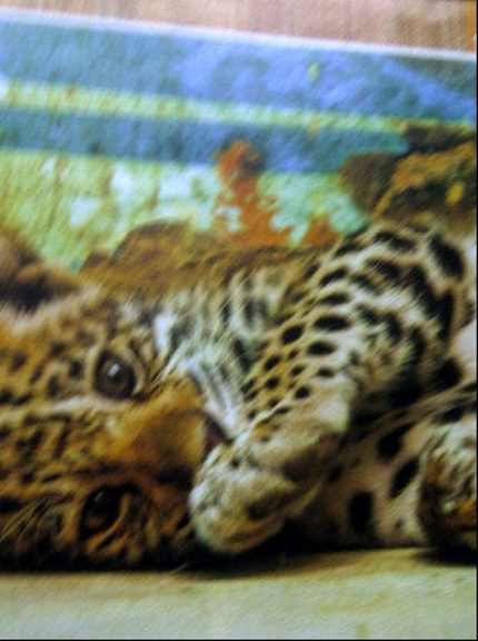 Carousel Gallery #61