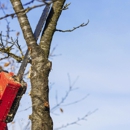 Tree Tops Tree Service Inc - Tree Service