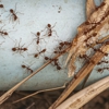 Complete Mosquito Solution gallery