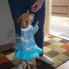 Kari's Fancy Pups
