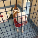 Animal Protection Center of Southeastern Massachusetts - Animal Shelters