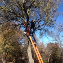 Steve's Lawn Care and Tree Service - Holiday Lights & Decorations
