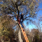 Steve's Tree Service, LLC