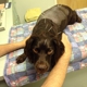 Countryside Animal Clinic