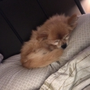 Haven Animal Hospital - Pet Services