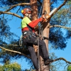 Central Ohio Tree Trimming Service, Inc. gallery