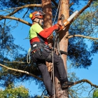 Central Ohio Tree Trimming Service, Inc.