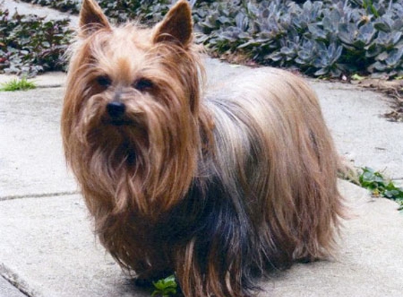 Niddrie Veterinary Clinic - Niddrie, VIC