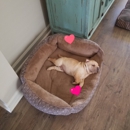 Petco - Pet Services