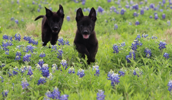 German Shepherds of Texas - San Antonio, TX. Two females solid black from jiro and caspian