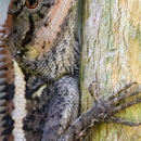 Bullock's Wildlife Removal - Pest Control Services