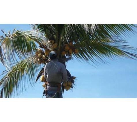 Steve Cairns Tree Service
