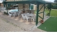 Lone Pine Motel - Motels