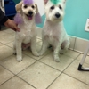 Ruff Cutz Dog Grooming gallery