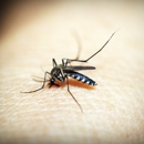 Ben's Pest Control - Pest Control Services