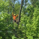 R.W. Aufderheide & Son, Tree Removal Experts - Tree Service