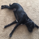 The Doctor's Inn Pet Hospital & Boarding Kennel - Pet Boarding & Kennels