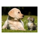 Beltline-Plano RD Animal Hosp - Veterinary Clinics & Hospitals