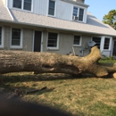 Above and Beyond Tree Service - Tree Service