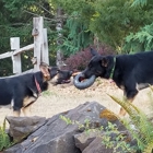 Canine Class Room Dog Training in Portland