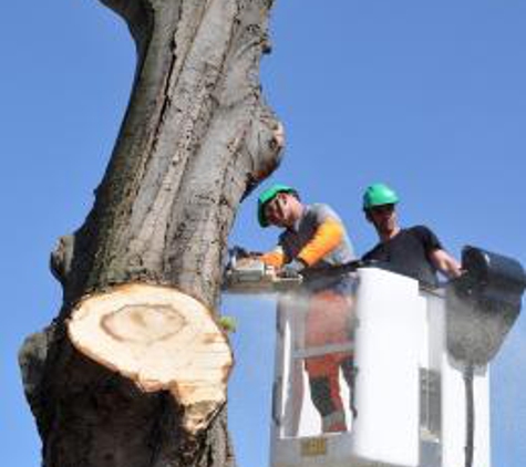 Fayetteville Tree Care Services - Fayetteville, NC