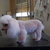 Paw'sh Grooming Spa gallery
