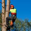 Moa Tree Service, Inc. - Tree Service