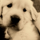 Hunnington Farms - Pet Boarding & Kennels