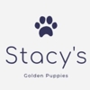 Stacy's Golden Retrievers gallery