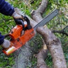 Oasis Tree Service Company gallery