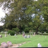 Calvary Cemetery gallery