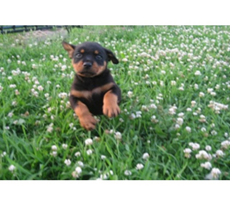 Austral Dog Boarding Kennels - Austral, NSW