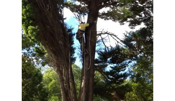 All Coast Tree Services - West Wollongong, NSW