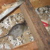 Animals in the Attic gallery