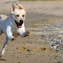 Solana Beach Dog Walk Co. - Pet Sitting & Exercising Services