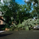 Mosis Tree Service - Tree Service