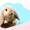 Rabbit Groomers gallery