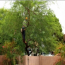 Souliere & Son Tree Specialists - Arborists