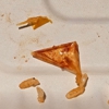 Chronic Tacos gallery