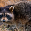 On Point Wildlife Removal - Pest Control Services